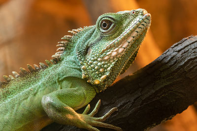 Close up portrait of a chinese water dragon on a branch