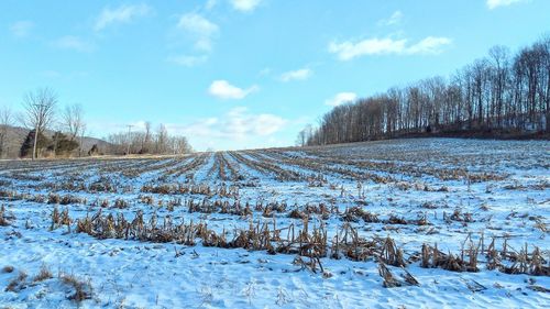 Bare trees on snow field against blue sky