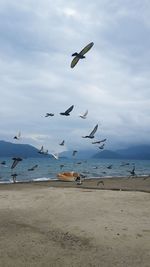 Seagulls flying over beach against sky