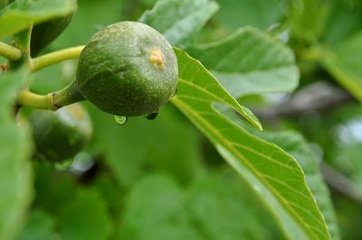 Close-up of plant