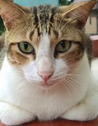 Close-up portrait of cat