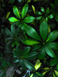 Full frame shot of potted plant