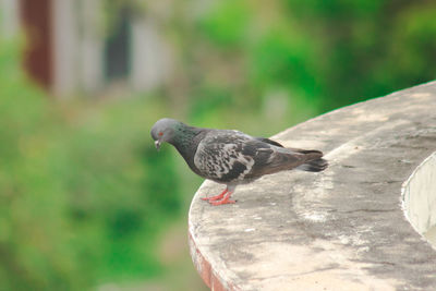 Close-up of pigeon perching on a wall