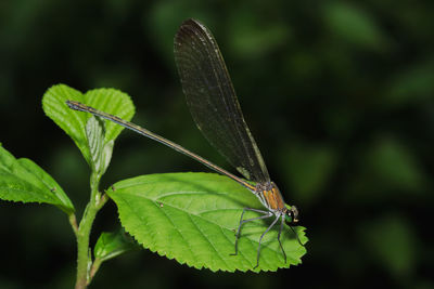 Close-up of butterfly on leaf