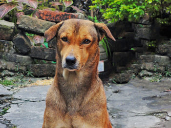 Portrait of dog looking at camera