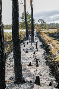 View of trees on shore against sky