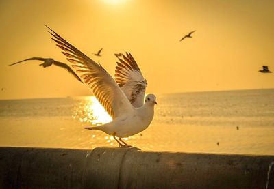 Seagulls flying over beach against sky during sunset