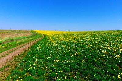 Scenic view of agricultural field against clear blue sky