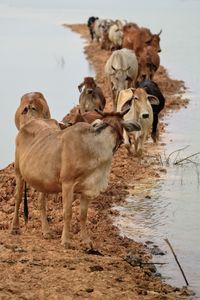 View of dogs on beach