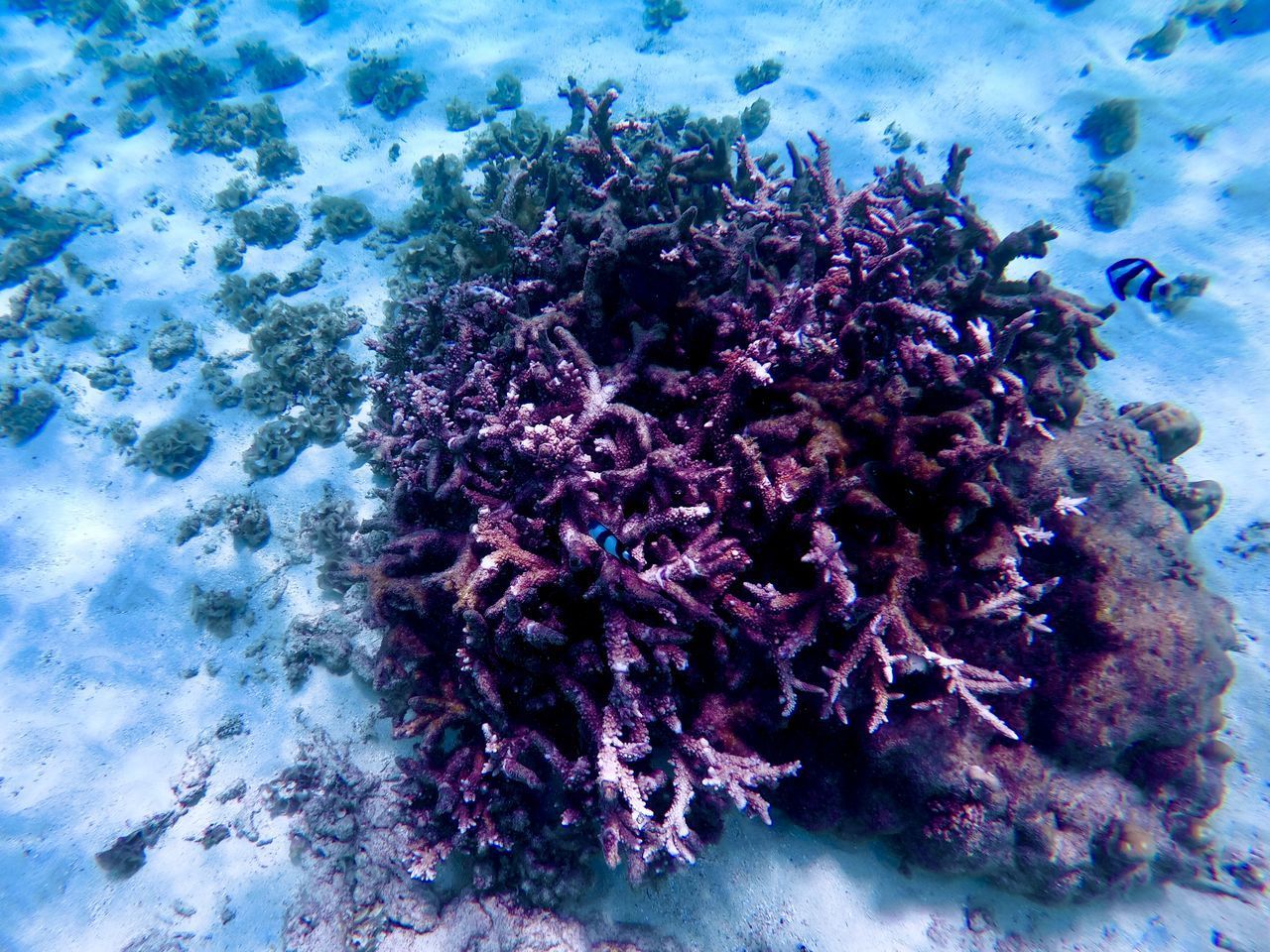 HIGH ANGLE VIEW OF CORAL SWIMMING UNDERWATER