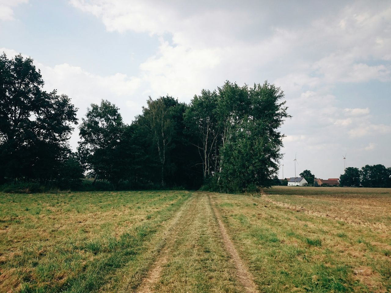 tree, sky, field, landscape, tranquility, tranquil scene, growth, grass, rural scene, the way forward, nature, cloud - sky, beauty in nature, agriculture, scenics, cloud, day, dirt road, farm, outdoors