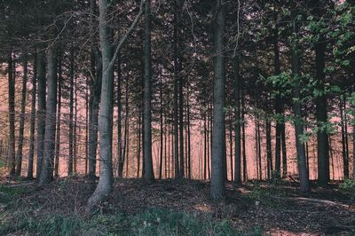 Trees in forest