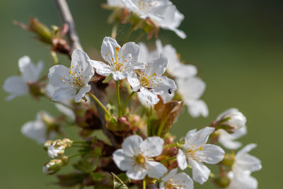 Close up of white cherry blossom in bloom