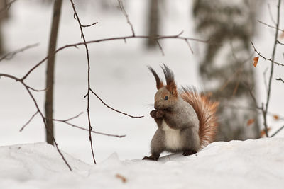 Squirrel eating hazelnut during winter