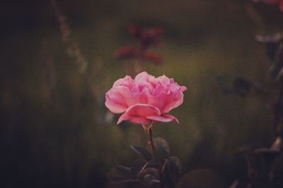 Close-up of pink rose blooming outdoors