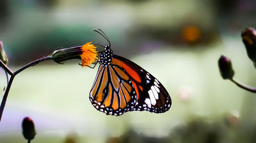 Close-up of butterfly pollinating on flower