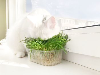 View of a cat with potted plant