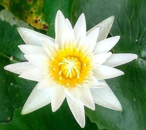 Close-up of white daisy flower