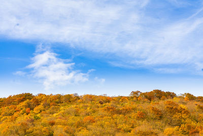 Low angle view of trees against sky during autumn