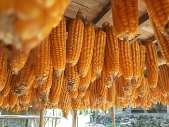 Low angel view of sweet corn for sale in market