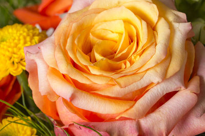 Close-up of rose