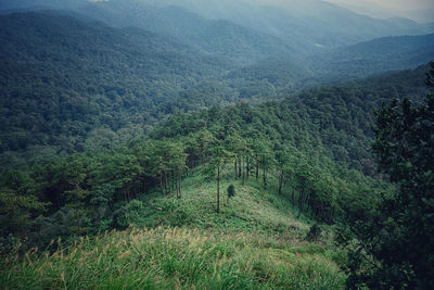 High angle view of trees on mountain