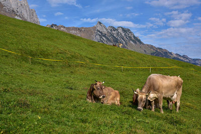 Cows on field against sky
