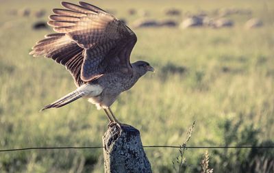 Side view of a bird flying