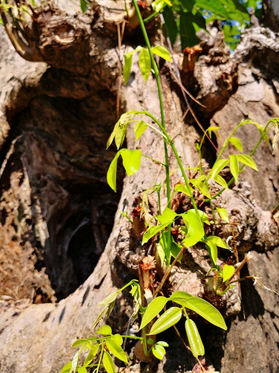 CLOSE-UP OF PLANTS GROWING ON LAND