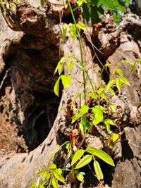 Close-up of plant growing on field