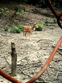 Giraffe standing on ground