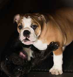 Portrait of dog sitting