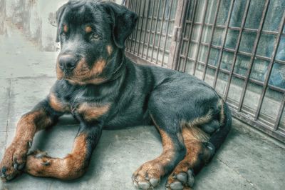 Close-up of black dog