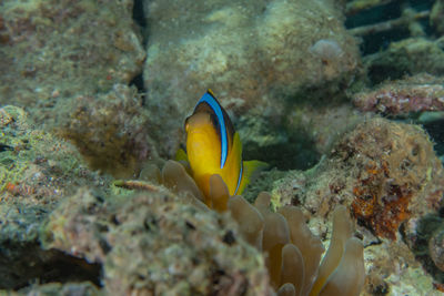 Fish swimming in sea