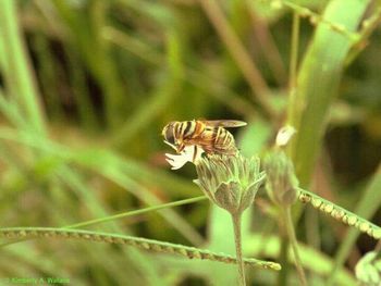 Close-up of insect on flower
