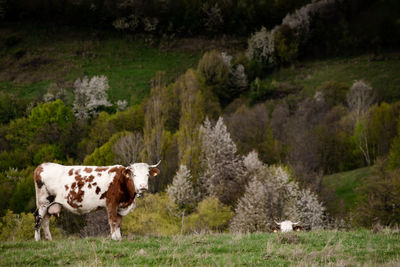 Horse standing on field