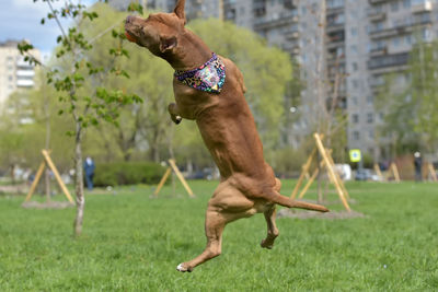 Dog jumping on field