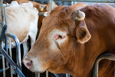 Close-up of bull in barn