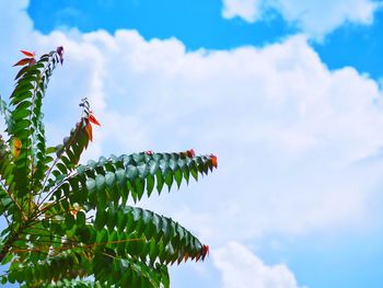 Low angle view of butterfly on plant against sky