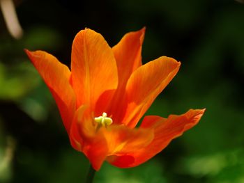 Close-up of orange flower