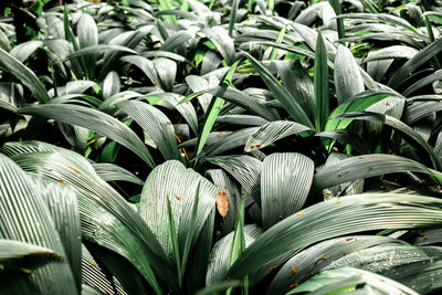 Full frame shot of plants