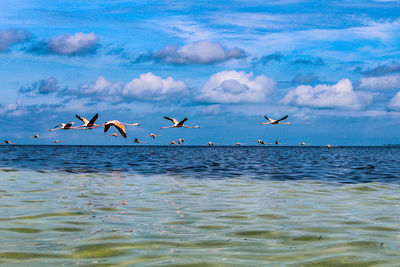 Seagulls flying over sea against sky