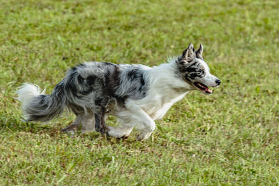 Dog Running