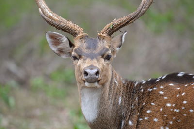 Portrait of deer in zoo