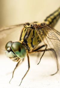 Close-up of fly