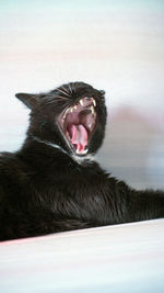 Close-up of black dog