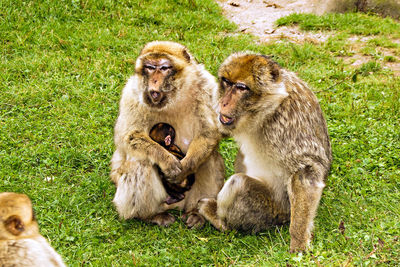 Monkey family on grass, mother an child