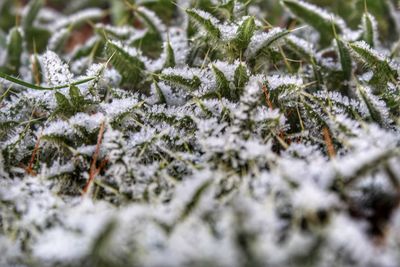 Close-up of frozen plant