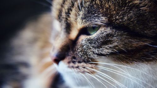 Close-up of a cat