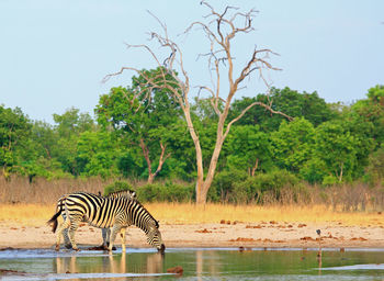 Zebra drinking from a lake